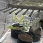 yatak odasina kurdugu serada kenevir yetistiren supheli evi tanimadigim biri kullaniyor 17ae10a2253d