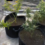 yatak odasina kurdugu serada kenevir yetistiren supheli evi tanimadigim biri kullaniyor ce2b3898a9b7