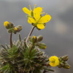 yeni kesif tuylu kekrecicegi turkiyenin bitki florasina kaydedildi 3ac8a1271578
