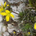 yeni kesif tuylu kekrecicegi turkiyenin bitki florasina kaydedildi 3d548c01b3d7