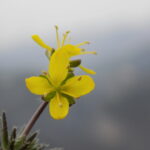 yeni kesif tuylu kekrecicegi turkiyenin bitki florasina kaydedildi 898198c7dd57