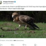 Yılan Kartalı'nın Av Anları, Fotoğrafçının Objektifine Yansıdı 8 yilan kartali yilan avlarken goruntulendi d13ad84bd1cf