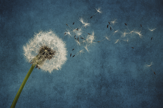 YOZLAŞIDA UZLAŞTIK 