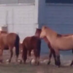 ac kalan yilki atlari sehir merkezine indi 6bad3964e8c4