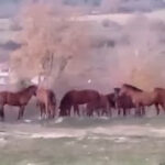 ac kalan yilki atlari sehir merkezine indi d47bde2a9bae