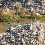 adiyamanda alaca yalicapkini ilk kez goruntulendi dfde651efc5e