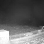 aksarayda yaban hayvanlari kameraya yansidi 3c3e41a42010