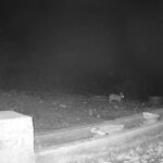 aksarayda yaban hayvanlari kameraya yansidi e29b5ee636f0