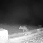 aksarayda yaban hayvanlari kameraya yansidi eb177d2fb498