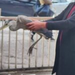 ankarada bitkin bulunan gri balikcil bakima alindi 932375f2086e