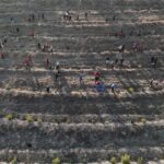 ankarada orman sehidi onarici ve arslan icin hatira ormani 6ddd970786d8