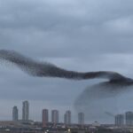 Ankara'da sığırcıkların muhteşem dansı gökyüzünde sergilendi 1 ankarada sigirciklarin gokyuzundeki dansi kamerada 84d0d42c59b2