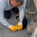 Bodrum'da Konserve Kutusuna Sıkışan Kedi Temizlik Personeli Tarafından Kurtarıldı 1 basi konserve kutusuna sikisan kediyi belediye temizlik personeli kurtardi f4b27d4903a5