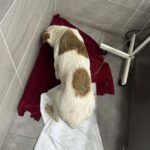 Bodrum'da Yavru Köpekleri Vuran 85 Yaşındaki Adam Tutuklandı 1 bodrumda bir yavru kopegi oldurup digerini yaralayan supheli tutuklandi 0eb8f1fd3950