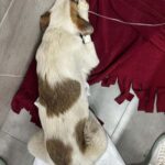 Bodrum'da Yavru Köpekleri Vuran 85 Yaşındaki Adam Tutuklandı 2 bodrumda bir yavru kopegi oldurup digerini yaralayan supheli tutuklandi 7031f2a4dc4f