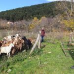 boluda kaybolan kucukbaslar dronla bulundu bdfe5a0ef973