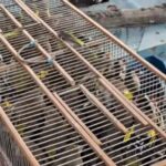 bursada 2 kus kacakcisina 415 bin 183 lira ceza 12d86967d737