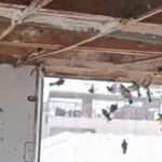 bursada 2 kus kacakcisina 415 bin 183 lira ceza 620b060d7ac2