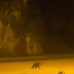 Yenice'de Gece Yürüyüşü Yapan Yavru Bozayı, Cep Telefonuyla Görüntülendi 1 caddede yavru bozayi goruntulendi 0cd79241bb0f