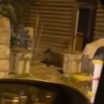 Yenice'de Gece Yürüyüşü Yapan Yavru Bozayı, Cep Telefonuyla Görüntülendi 3 caddede yavru bozayi goruntulendi 8514e9950877