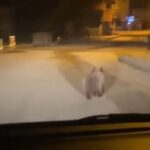 Yenice'de Gece Yürüyüşü Yapan Yavru Bozayı, Cep Telefonuyla Görüntülendi 2 caddede yavru bozayi goruntulendi a6b811735c33