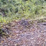 Bursa Ormanlarında Sonbahar Yaprakları Üzerinde Oynayan Yaban Çakalı Görüntülendi 3 cakal fotokapana yakalandi 512a62c815ab