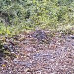 Bursa Ormanlarında Sonbahar Yaprakları Üzerinde Oynayan Yaban Çakalı Görüntülendi 2 cakal fotokapana yakalandi 578c3b7970b9