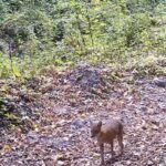 Bursa Ormanlarında Sonbahar Yaprakları Üzerinde Oynayan Yaban Çakalı Görüntülendi 5 cakal fotokapana yakalandi 74ad8a3916de