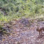 Bursa Ormanlarında Sonbahar Yaprakları Üzerinde Oynayan Yaban Çakalı Görüntülendi 4 cakal fotokapana yakalandi 95c786508a4e