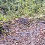 Bursa Ormanlarında Sonbahar Yaprakları Üzerinde Oynayan Yaban Çakalı Görüntülendi 1 cakal fotokapana yakalandi d6ecd32af2c4