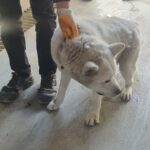 calistigi is yerinde besledikleri kopegin saldirisinda yaralandi cbfa651cc258