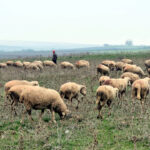 edirnede koy merasinda bulunan top mermisi imha edildi 267917ec5e1b