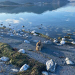 Eğirdir Gölü'nde Yaralı Güney Amerika Balabanı Koruma Altına Alındı 1 egirdir golunde yarali bulunan guney amerika balabani koruma altina alindi bf9bd9b42d50