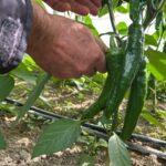 Samandağ Biberi Hasadı İçin Çiftçiler Hazırlık Yapıyor 6 en aci biberin hasat zamani 297e03f98d9e