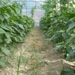 Samandağ Biberi Hasadı İçin Çiftçiler Hazırlık Yapıyor 1 en aci biberin hasat zamani 2a1836cd9413