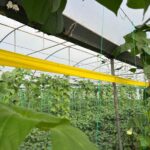 Samandağ Biberi Hasadı İçin Çiftçiler Hazırlık Yapıyor 2 en aci biberin hasat zamani 462920b77cac