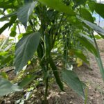 Samandağ Biberi Hasadı İçin Çiftçiler Hazırlık Yapıyor 3 en aci biberin hasat zamani c49a030807f8