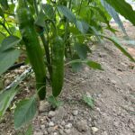 Samandağ Biberi Hasadı İçin Çiftçiler Hazırlık Yapıyor 5 en aci biberin hasat zamani da55721b8ce1