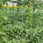 Samandağ Biberi Hasadı İçin Çiftçiler Hazırlık Yapıyor 4 en aci biberin hasat zamani e9130558f0c7