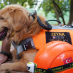 evcil kopekler de arama kurtarma timlerinde yer alabilir 4de3c21d2de4