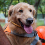 evcil kopekler de arama kurtarma timlerinde yer alabilir a40cc1dd9c59