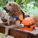 evcil kopekler de arama kurtarma timlerinde yer alabilir bdd37859463b