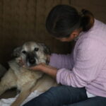 felcli kopek mazbut ile kedi incir arasinda duygulandiran bag 0b40a3e02083