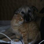 felcli kopek mazbut ile kedi incir arasinda duygulandiran bag 38fe7fbb0f0e