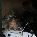 felcli kopek mazbut ile kedi incir arasinda duygulandiran bag 546b9d96cf63