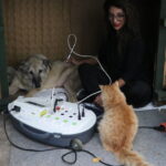 felcli kopek mazbut ile kedi incir arasinda duygulandiran bag 859572d08b5e