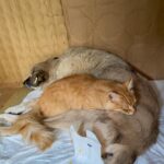 felcli kopek mazbut ile kedi incir arasinda duygulandiran bag d6de3153a9f3