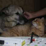 felcli kopek mazbut ile kedi incir arasinda duygulandiran bag ea4c9e9affc8