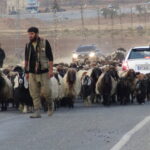 Yaz Aylarını Serin, Kış Aylarını Sıcak Bölgelere Geçirerek Göç Eden Hayvan Sahipleri Zorlu Yolculuğa Çıktı 6 gocerlerin zorlu yolculugu basladi 0d484e835384