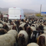 Yaz Aylarını Serin, Kış Aylarını Sıcak Bölgelere Geçirerek Göç Eden Hayvan Sahipleri Zorlu Yolculuğa Çıktı 4 gocerlerin zorlu yolculugu basladi 2ca7a3bc3221